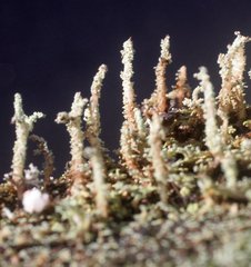 Cladonia rigida