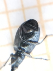 Perapion hydrolapathi