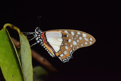 Graphium angolanus