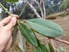 Rhododendron dalhousiae