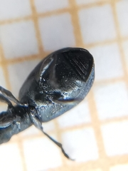 Perapion hydrolapathi