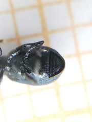 Perapion hydrolapathi