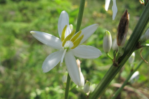 Image of Chlorophytum krookianum by (c) James Deacon, some rights reserved (CC BY-SA)