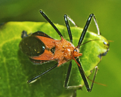 Gminatus wallengreni