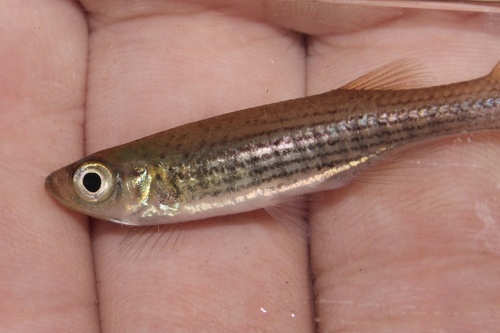 Lined Topminnow