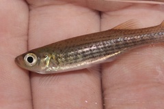 Fundulus lineolatus