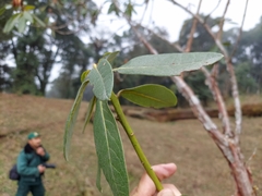Rhododendron dalhousiae