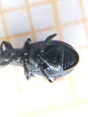 Perapion hydrolapathi