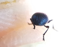 Perapion hydrolapathi