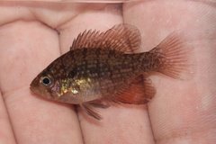 Banded Sunfish photo 5
