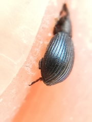 Perapion hydrolapathi