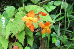 Sutherland Begonia - Photo (c) James Deacon, some rights reserved (CC BY-NC), uploaded by James Deacon