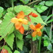 Begonia sutherlandii - Photo (c) James Deacon, algunos derechos reservados (CC BY-NC)