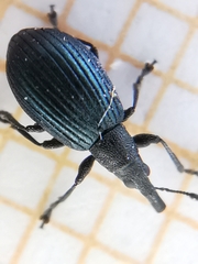 Perapion hydrolapathi