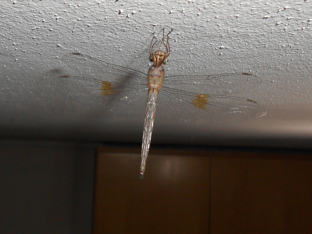 Evening Skimmer