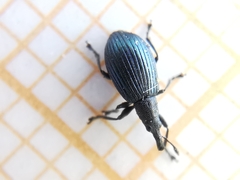 Perapion hydrolapathi