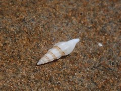 Guraleus pictus