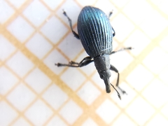 Perapion hydrolapathi