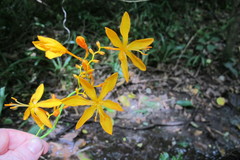 Crocosmia aurea aurea