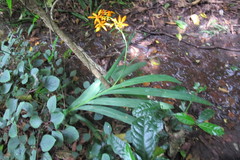 Crocosmia aurea aurea