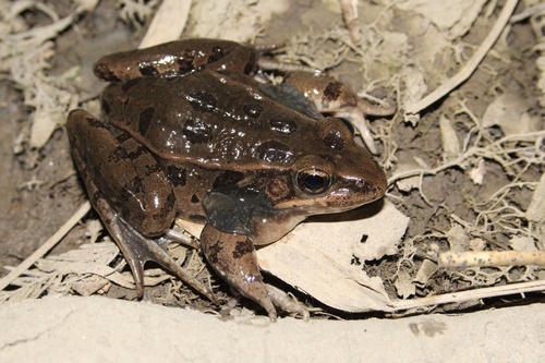 Atlantic Coast Leopard Frog