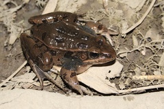 Atlantic Coast Leopard Frog photo 4