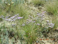 Limonium caspium