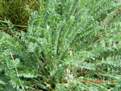 Astragalus dolichophyllus