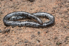 Afrotyphlops mucruso