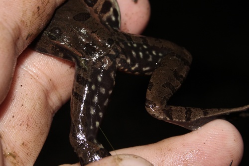 Atlantic Coast Leopard Frog