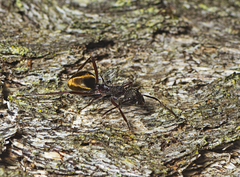 Dolichoderus extensispinus