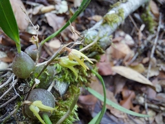 Bulbophyllum reptans