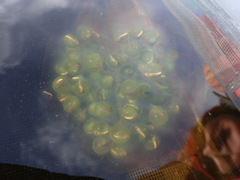 Oophila amblystomatis