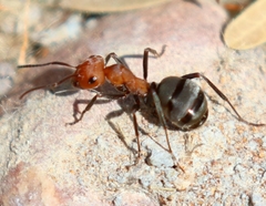 Formica propinqua