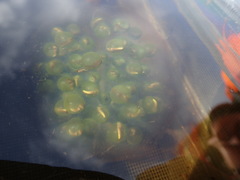 Oophila amblystomatis