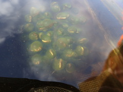 Oophila amblystomatis