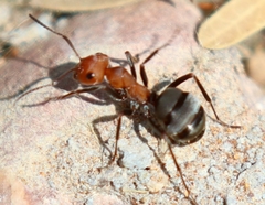 Formica propinqua