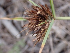 Cyperus congestus