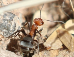 Formica propinqua