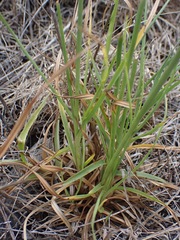 Cyperus congestus