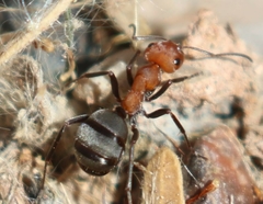 Formica propinqua