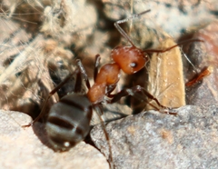 Formica propinqua