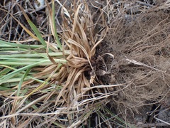 Cyperus congestus