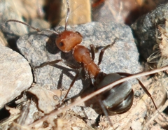 Formica propinqua