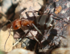 Formica propinqua