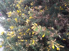 Ulex europaeus