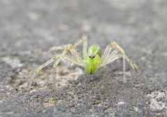 Peucetia virescens