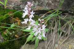 Stenoglottis woodii