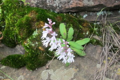 Stenoglottis woodii