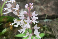 Stenoglottis woodii